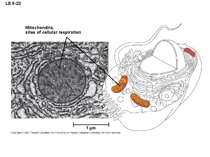 LE 8 -22 Mitochondria, sites of cellular respiration 1 µm 