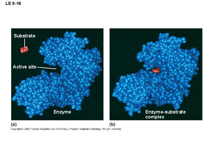 LE 8 -16 Substrate Active site Enzyme-substrate complex 