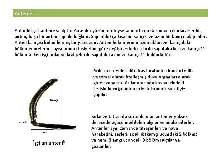 Antenler Arılar bir çift antene sahiptir. Antenler yüzün nerdeyse tam orta noktasından çıkarlar. Her