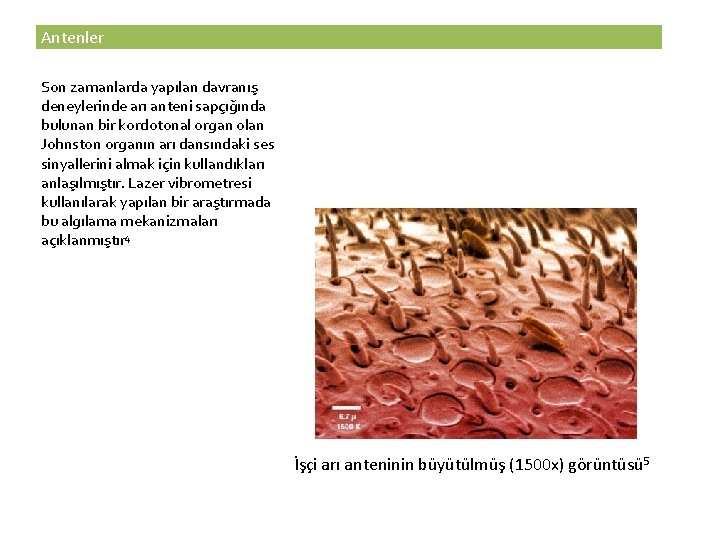 Antenler Son zamanlarda yapılan davranış deneylerinde arı anteni sapçığında bulunan bir kordotonal organ olan