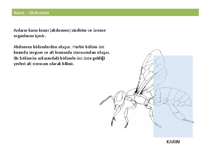 Karın - Abdomen Arıların kısmı (abdomen) sindirim ve üreme organlarını içerir. Abdomen bölümlerden oluşur.