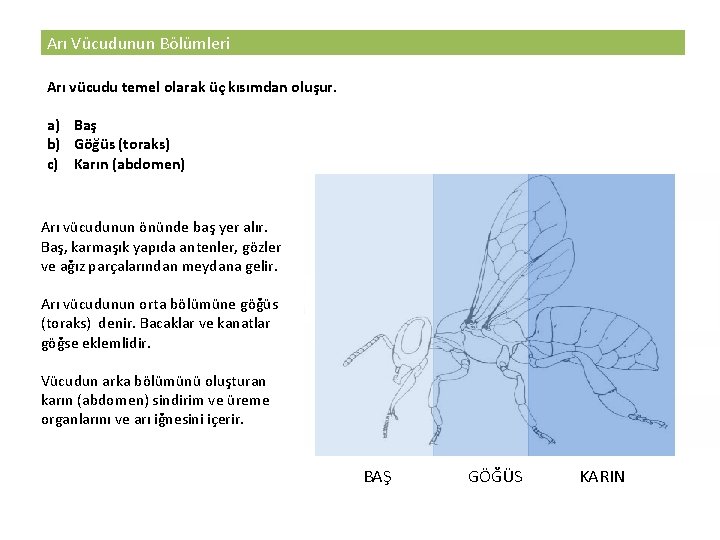 Arı Vücudunun Bölümleri Arı vücudu temel olarak üç kısımdan oluşur. a) Baş b) Göğüs