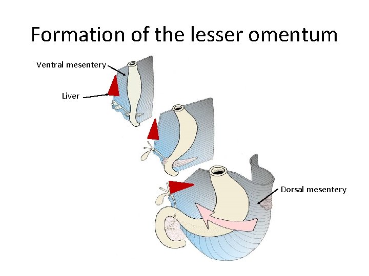 Formation of the lesser omentum Ventral mesentery Liver Dorsal mesentery 
