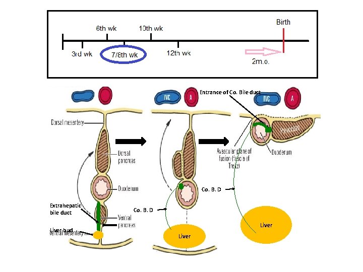 Entrance of Co. Bile duct Co. B. D Extrahepatic bile duct Liver bud Co.