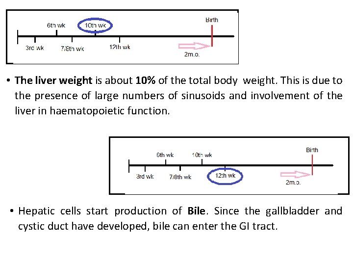  • The liver weight is about 10% of the total body weight. This