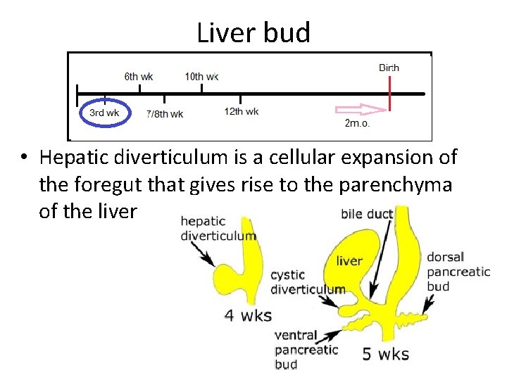 Liver bud • Hepatic diverticulum is a cellular expansion of the foregut that gives
