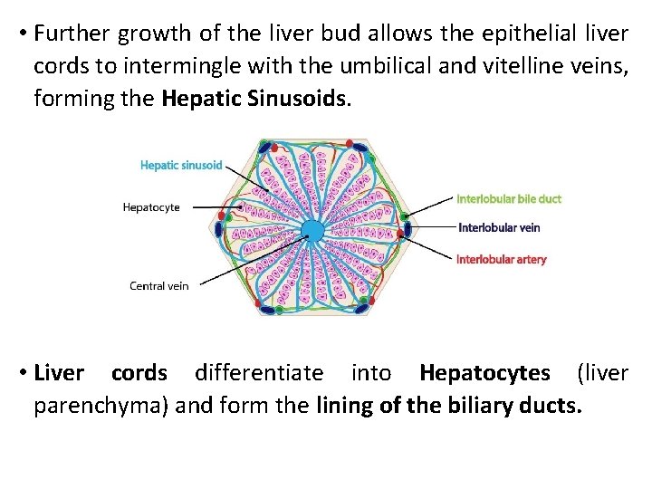  • Further growth of the liver bud allows the epithelial liver cords to