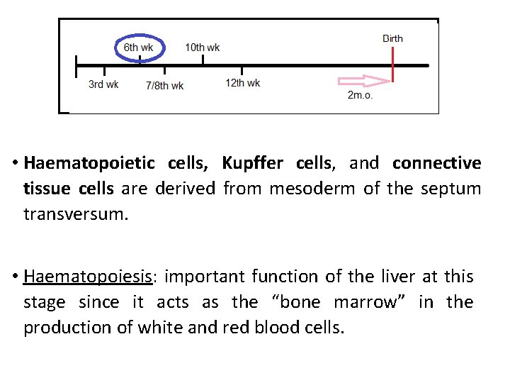  • Haematopoietic cells, Kupffer cells, and connective tissue cells are derived from mesoderm