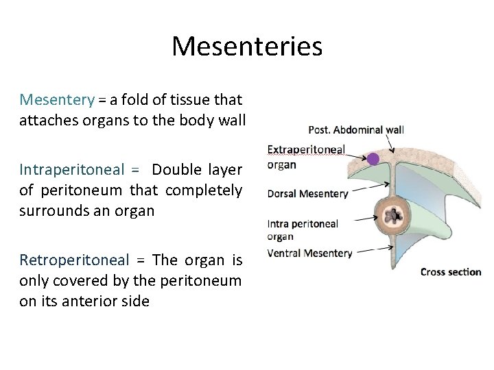 Mesenteries Mesentery = a fold of tissue that attaches organs to the body wall