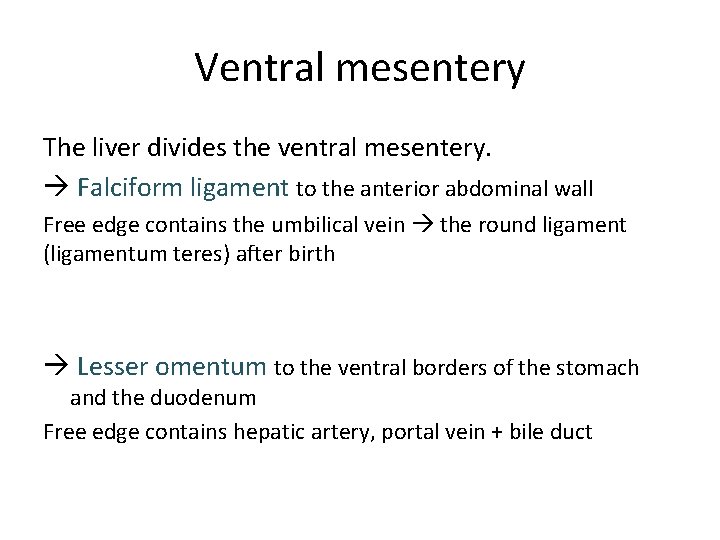 Ventral mesentery The liver divides the ventral mesentery. Falciform ligament to the anterior abdominal