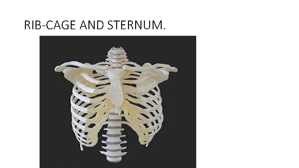 RIB-CAGE AND STERNUM. 