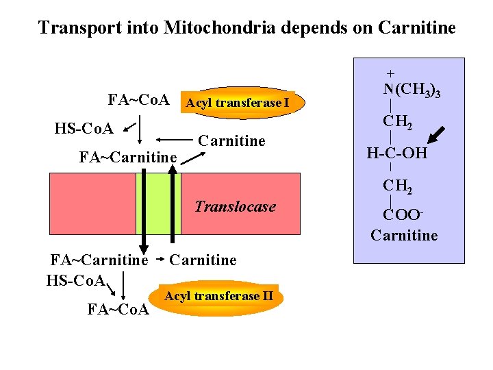 Beta Oxidation Part I The break down of