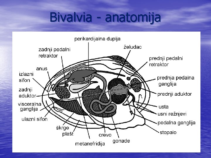 Bivalvia - anatomija 
