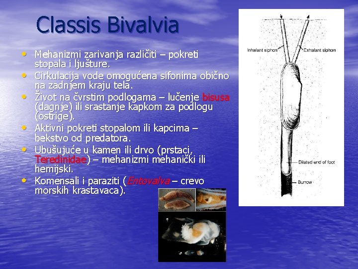 Classis Bivalvia • Mehanizmi zarivanja različiti – pokreti • • • stopala i ljušture.