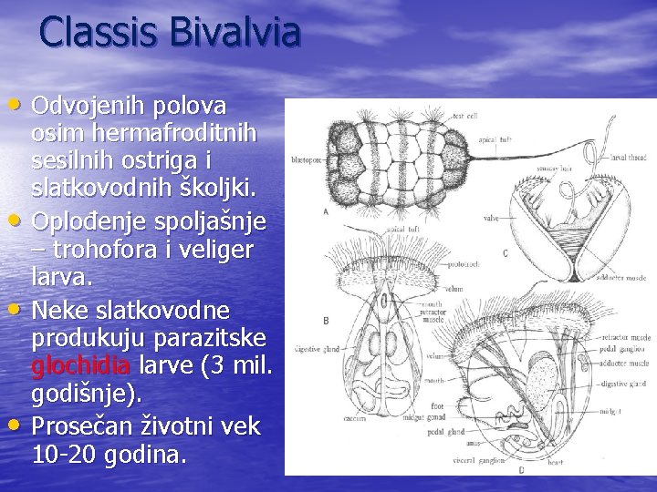 Classis Bivalvia • Odvojenih polova • • • osim hermafroditnih sesilnih ostriga i slatkovodnih