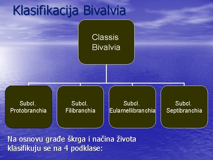 Klasifikacija Bivalvia Classis Bivalvia Subcl. Protobranchia Subcl. Filibranchia Subcl. Eulamellibranchia Na osnovu građe škrga