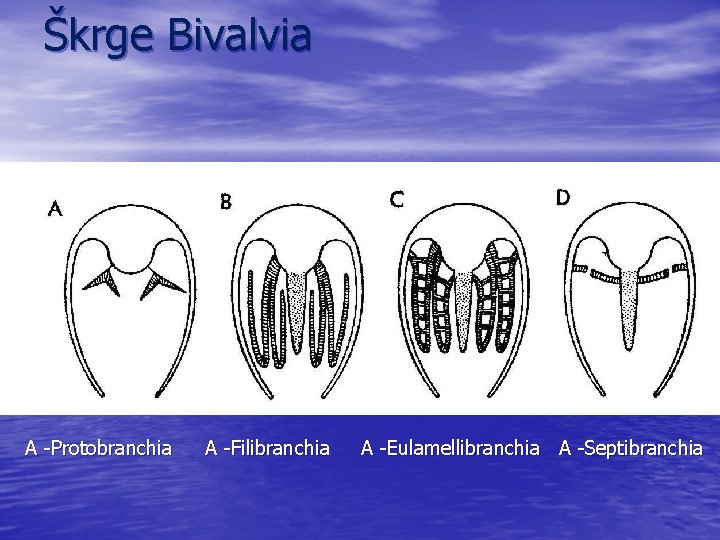 Škrge Bivalvia A -Protobranchia A -Filibranchia A -Eulamellibranchia A -Septibranchia 