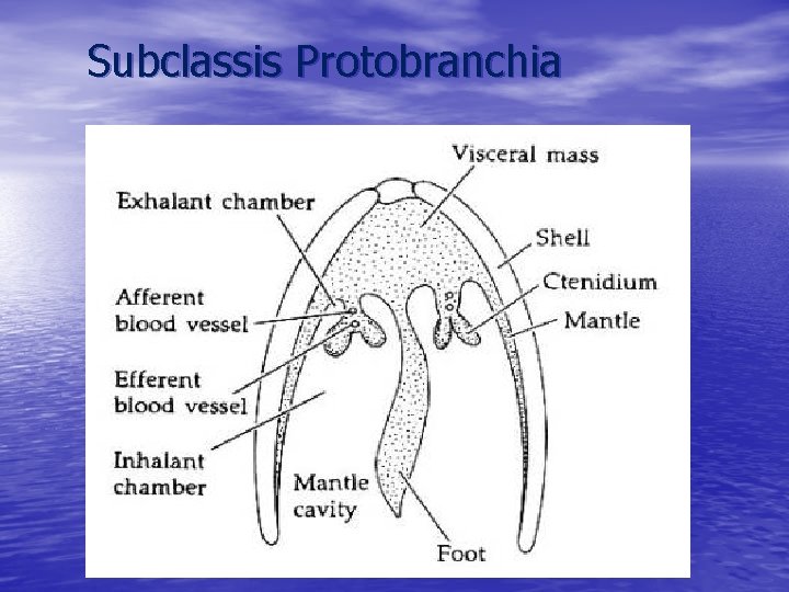 Subclassis Protobranchia 