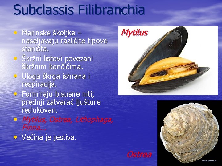 Subclassis Filibranchia • Marinske školjke – • • • naseljavaju različite tipove staništa. Škržni