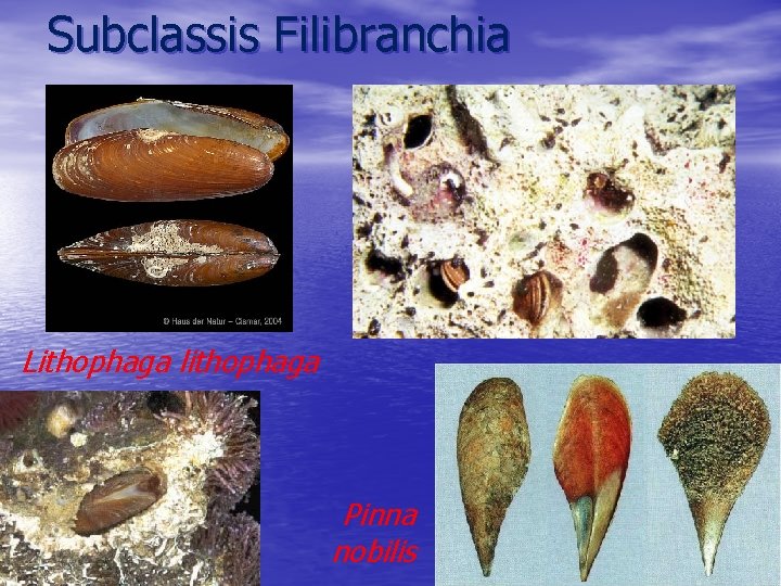 Subclassis Filibranchia Lithophaga lithophaga Pinna nobilis 