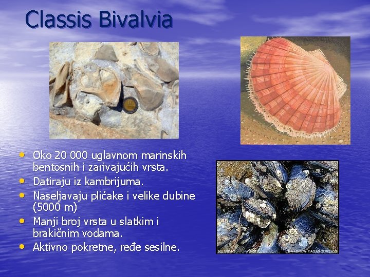 Classis Bivalvia • Oko 20 000 uglavnom marinskih • • bentosnih i zarivajućih vrsta.