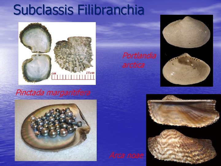 Subclassis Filibranchia Portlandia arctica Pinctada margaritifera Arca noae 