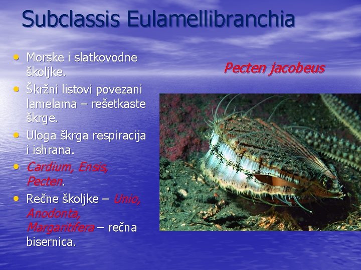 Subclassis Eulamellibranchia • Morske i slatkovodne • • školjke. Škržni listovi povezani lamelama –