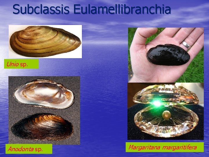 Subclassis Eulamellibranchia Unio sp. Anodonta sp. Margaritana margaritifera 