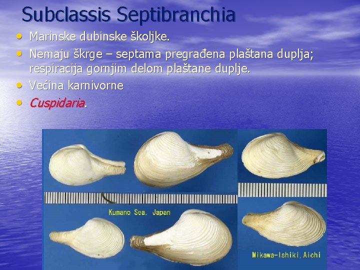 Subclassis Septibranchia • Marinske dubinske školjke. • Nemaju škrge – septama pregrađena plaštana duplja;