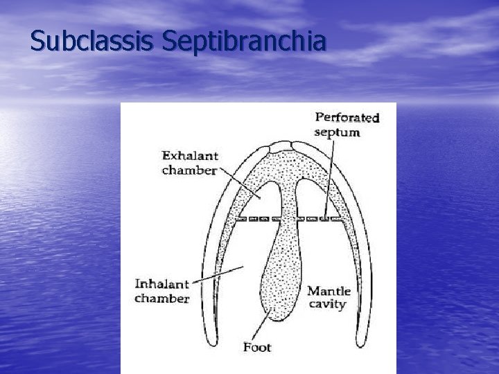 Subclassis Septibranchia 