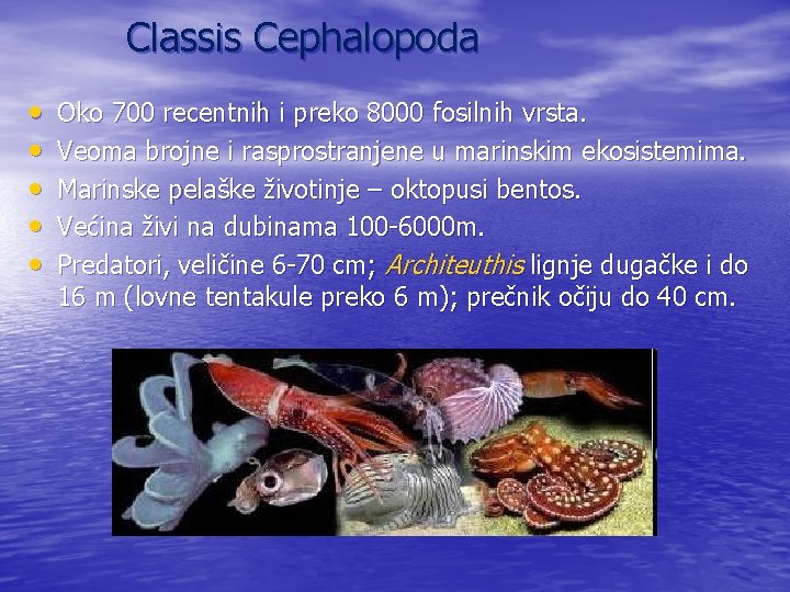 Classis Cephalopoda • • • Oko 700 recentnih i preko 8000 fosilnih vrsta. Veoma