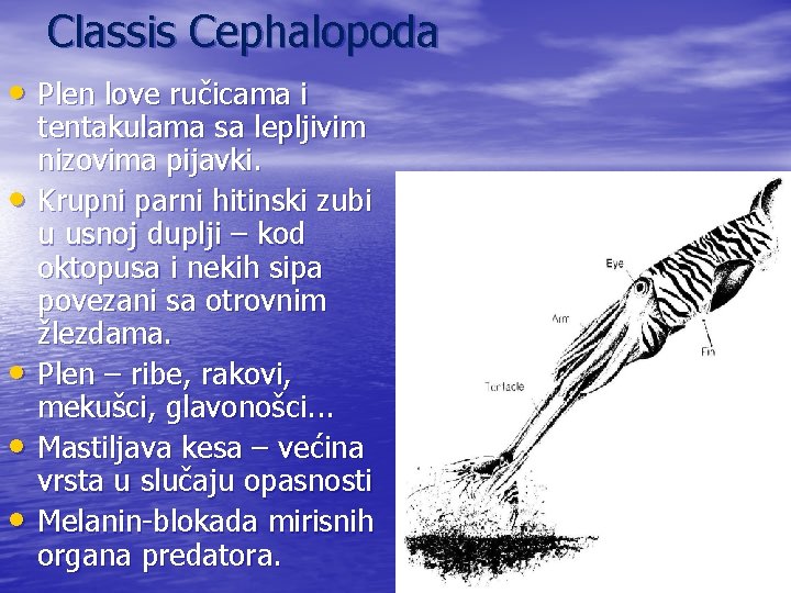Classis Cephalopoda • Plen love ručicama i • • tentakulama sa lepljivim nizovima pijavki.