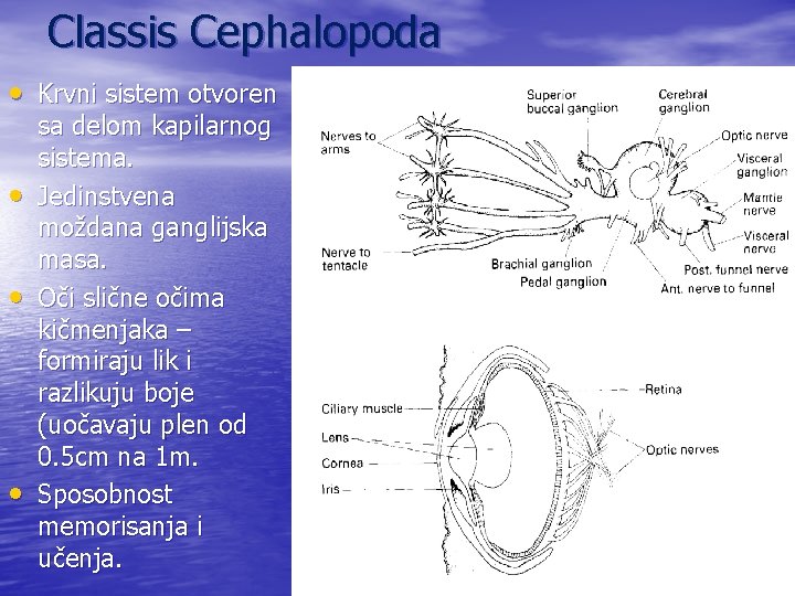 Classis Cephalopoda • Krvni sistem otvoren • • • sa delom kapilarnog sistema. Jedinstvena