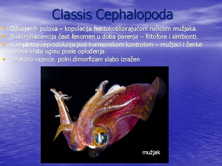 Classis Cephalopoda • • Odvojenih polova – kopulacija hektokotilizirajućom ručicom mužjaka. Bioluminiscencija čest fenomen