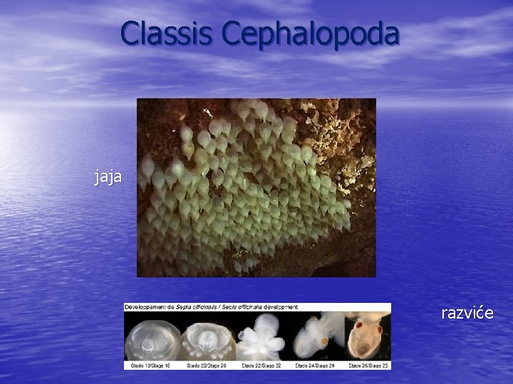 Classis Cephalopoda jaja razviće 