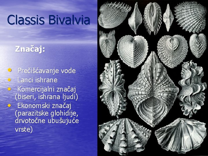 Classis Bivalvia Značaj: • • Prečišćavanje vode Lanci ishrane Komercijalni značaj (biseri, ishrana ljudi)