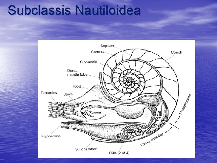Subclassis Nautiloidea 