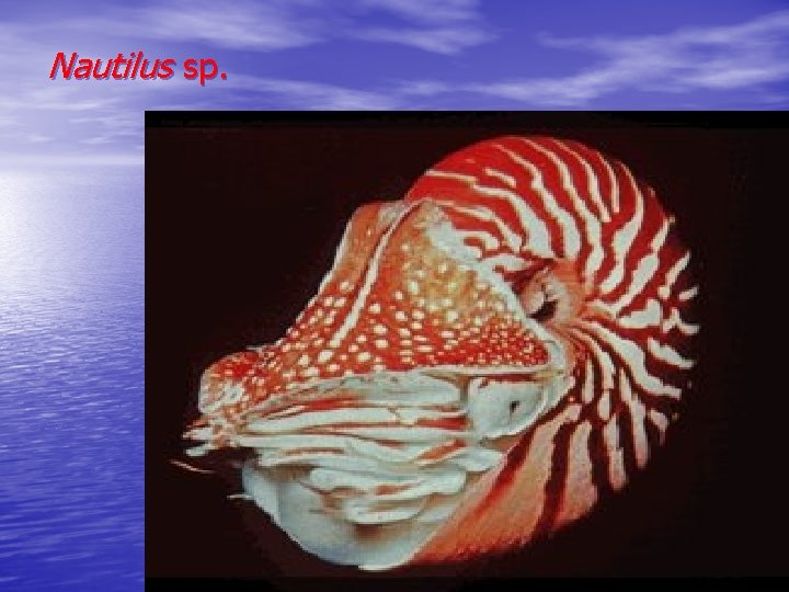 Nautilus sp. 