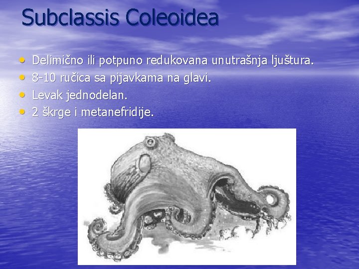 Subclassis Coleoidea • • Delimično ili potpuno redukovana unutrašnja ljuštura. 8 -10 ručica sa
