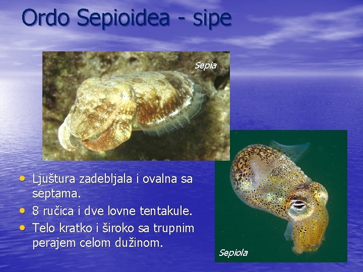 Ordo Sepioidea - sipe Sepia • Ljuštura zadebljala i ovalna sa • • septama.