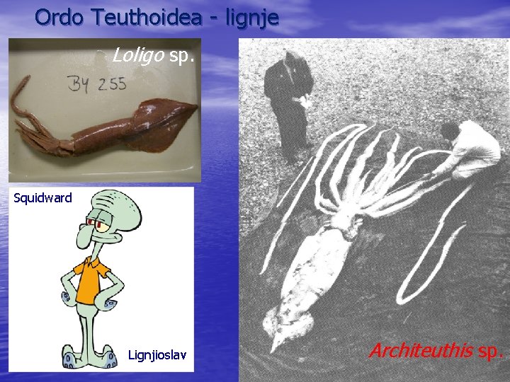Ordo Teuthoidea - lignje Loligo sp. Squidward Lignjioslav Architeuthis sp. 