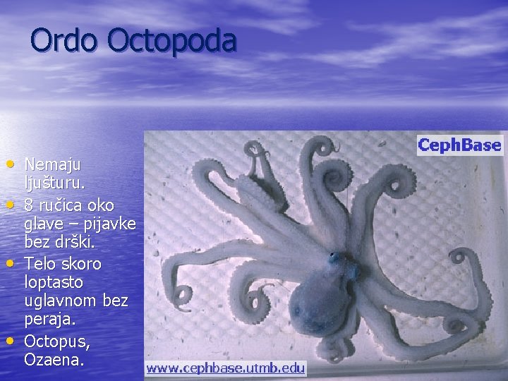Ordo Octopoda • Nemaju • • • ljušturu. 8 ručica oko glave – pijavke