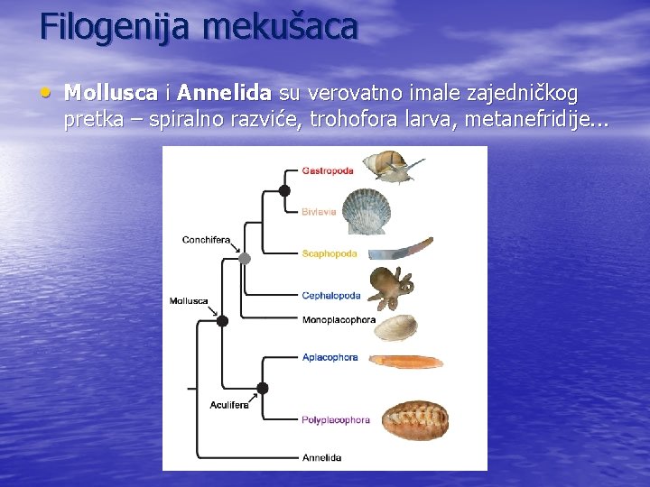 Filogenija mekušaca • Mollusca i Annelida su verovatno imale zajedničkog pretka – spiralno razviće,