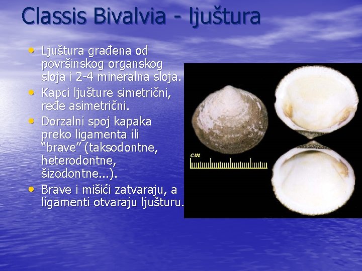 Classis Bivalvia - ljuštura • Ljuštura građena od • • • površinskog organskog sloja