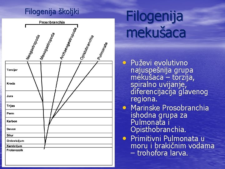 Filogenija školjki Filogenija mekušaca • Puževi evolutivno • • najuspešnija grupa mekušaca – torzija,