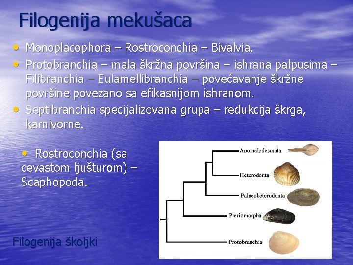 Filogenija mekušaca • Monoplacophora – Rostroconchia – Bivalvia. • Protobranchia – mala škržna površina