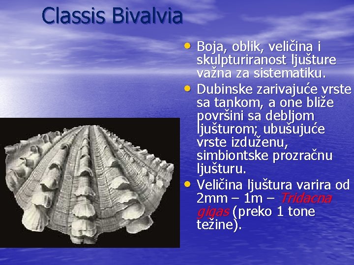 Classis Bivalvia • Boja, oblik, veličina i • • skulpturiranost ljušture važna za sistematiku.