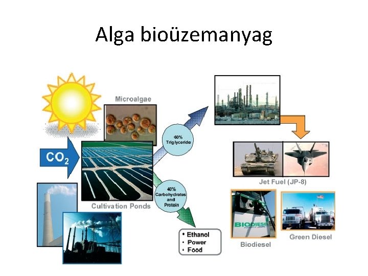 Alga bioüzemanyag 