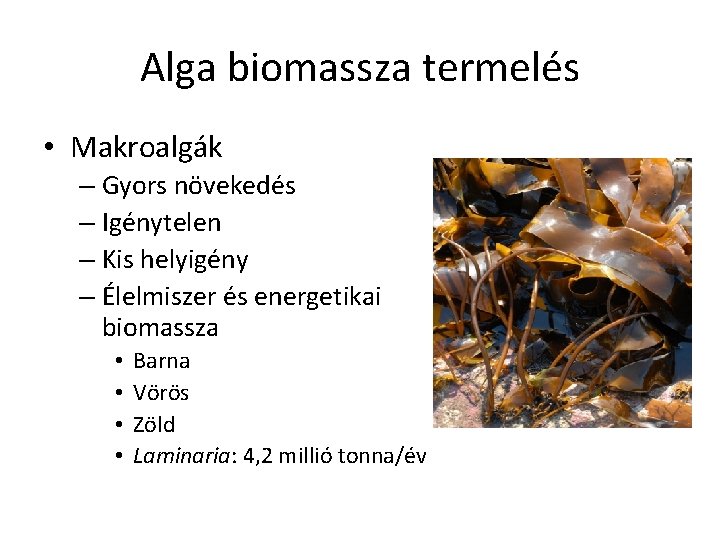 Alga biomassza termelés • Makroalgák – Gyors növekedés – Igénytelen – Kis helyigény –