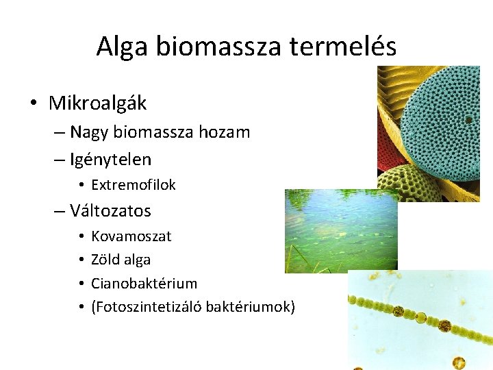 Alga biomassza termelés • Mikroalgák – Nagy biomassza hozam – Igénytelen • Extremofilok –